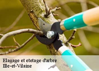 Elagage et etetage d'arbre Ille-et-Vilaine