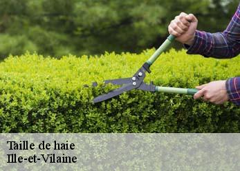 Taille de haie Ille-et-Vilaine 