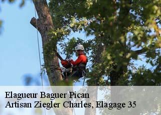 Elagueur  baguer-pican-35120 Artisan Ziegler Charles, Elagage 35