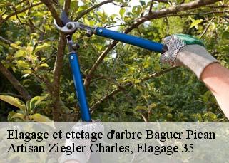 Elagage et etetage d'arbre baguer-pican-35120 Artisan Ziegler Charles, Elagage 35