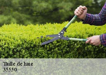 Taille de haie 35550