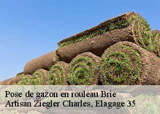 Pose de gazon en rouleau  brie-35150 Artisan Ziegler Charles, Elagage 35